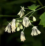 Waxyleaf meadow-rue